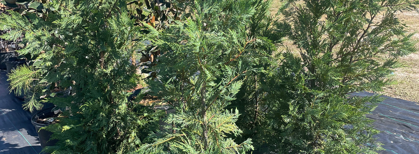 Landscaping Plants East Ave Nursery Panama City