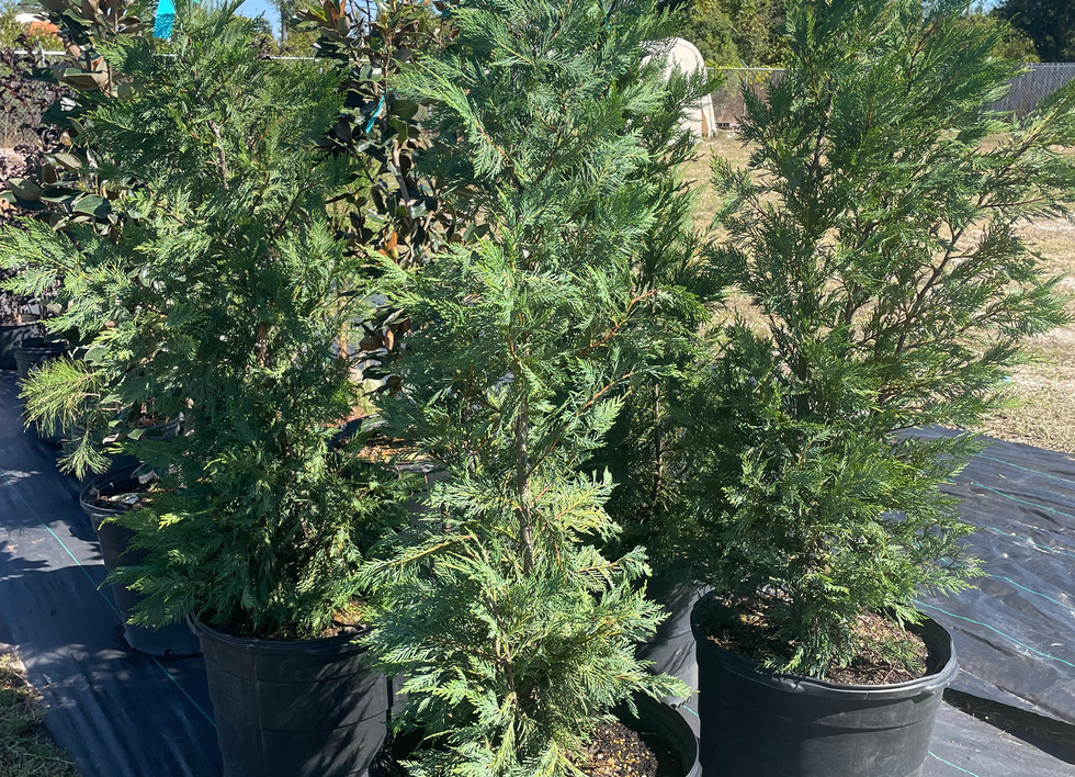 Landscaping Plants East Ave Nursery Panama City