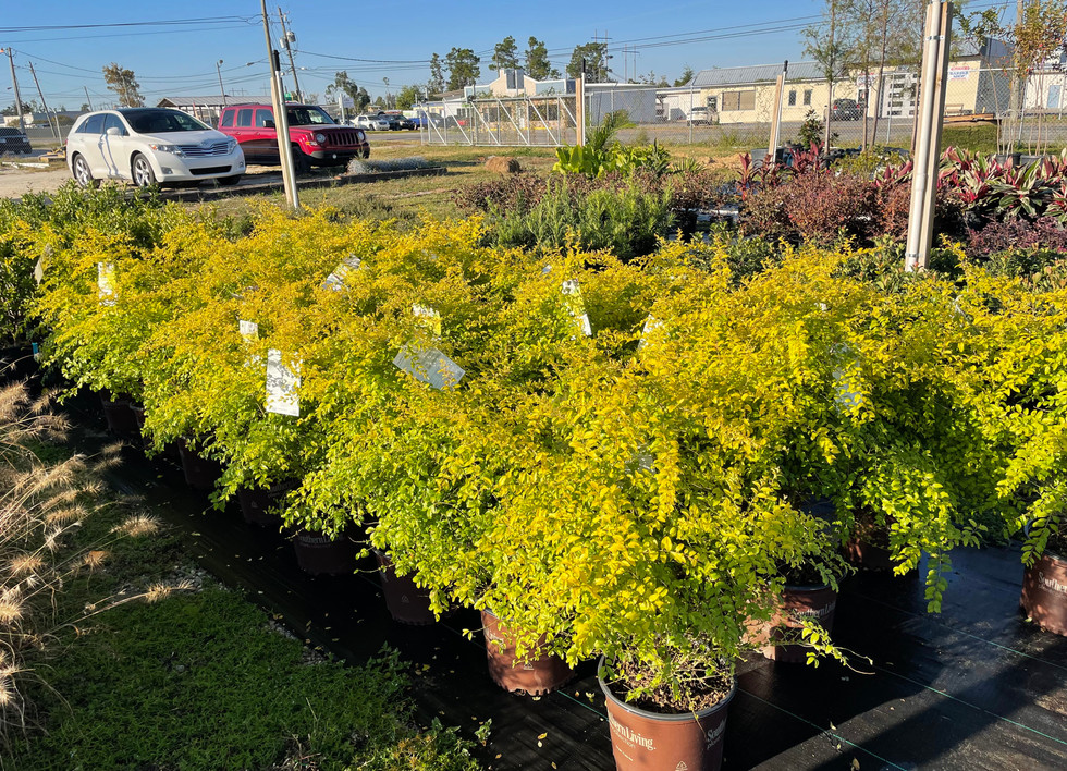 Landscaping Plants East Ave Nursery Panama City