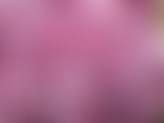 How to Care for Your Chrysanthemum Cuttings