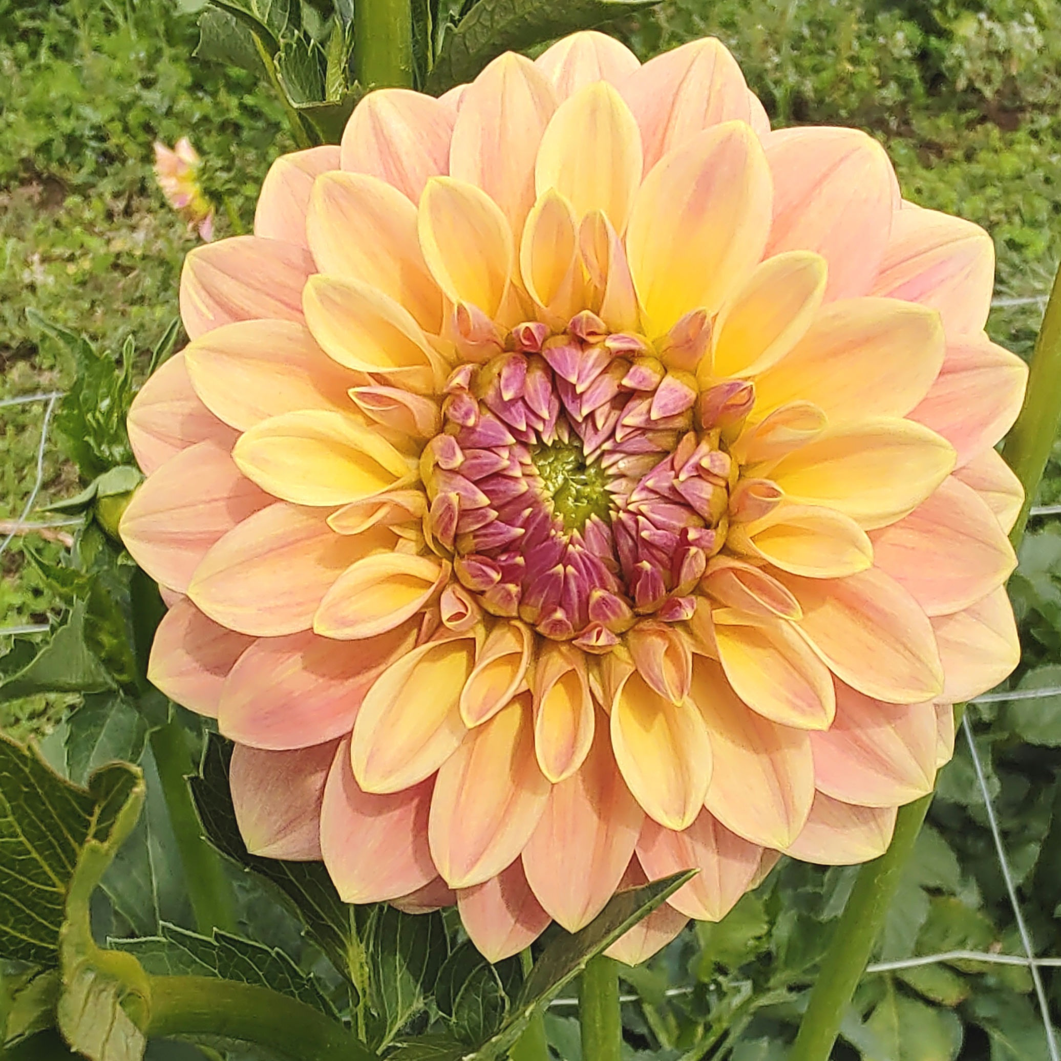 Florelie Fruit Tingle - pack of 10 tubers