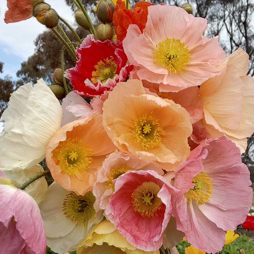 Poppy bunch - mixed colours | Wholesale Portal