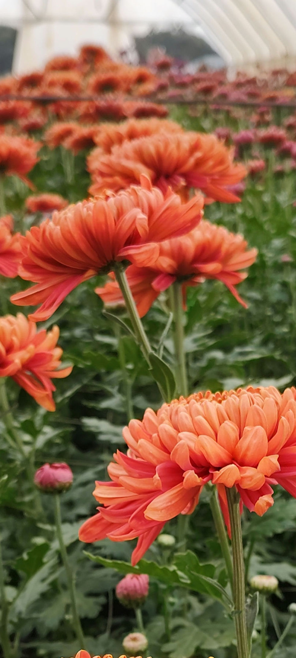 Thumbnail: Unlabeled Chrysanthemum cutting