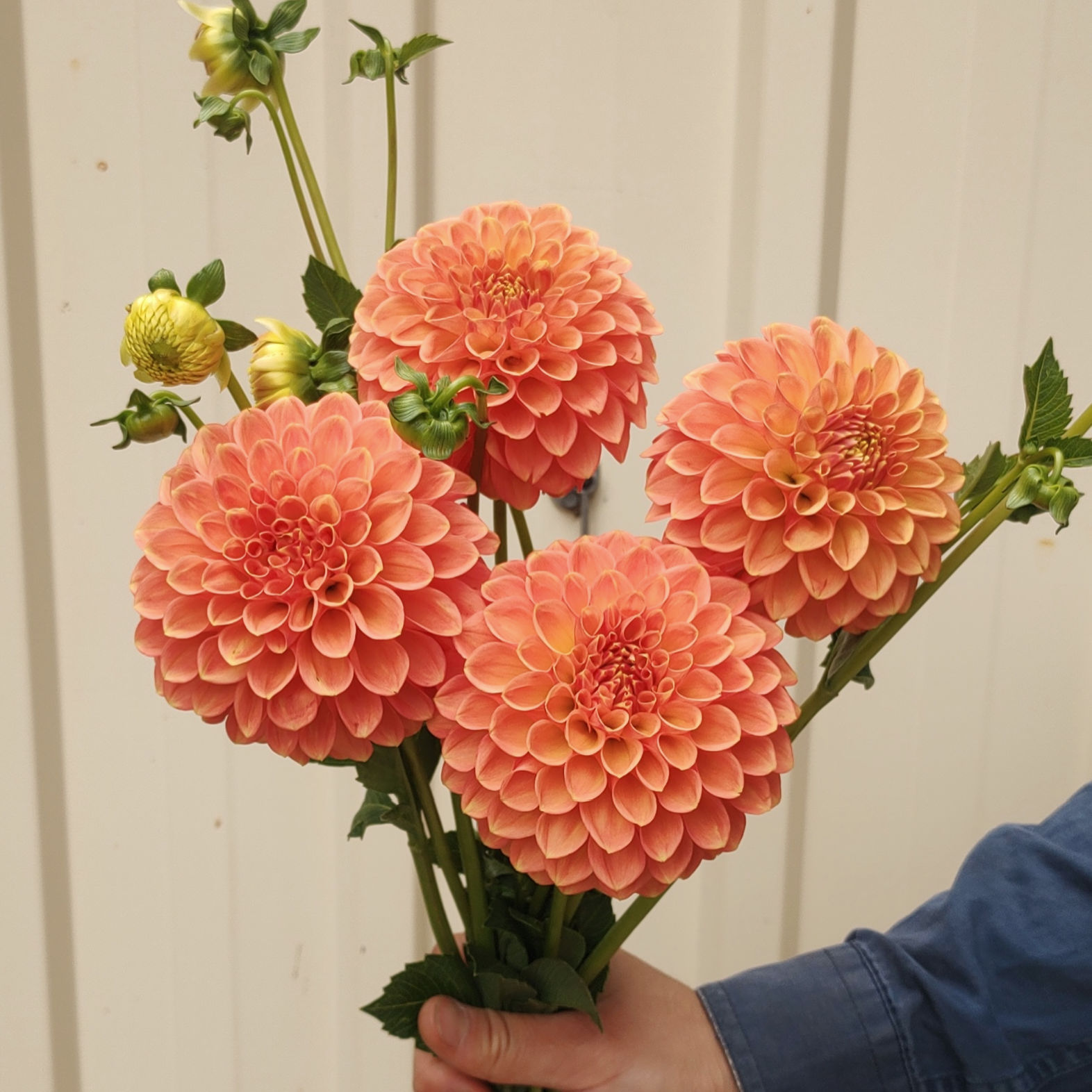 Unknown mini orange decorative