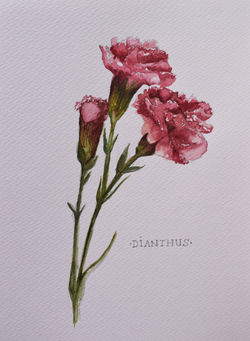 Dianthus