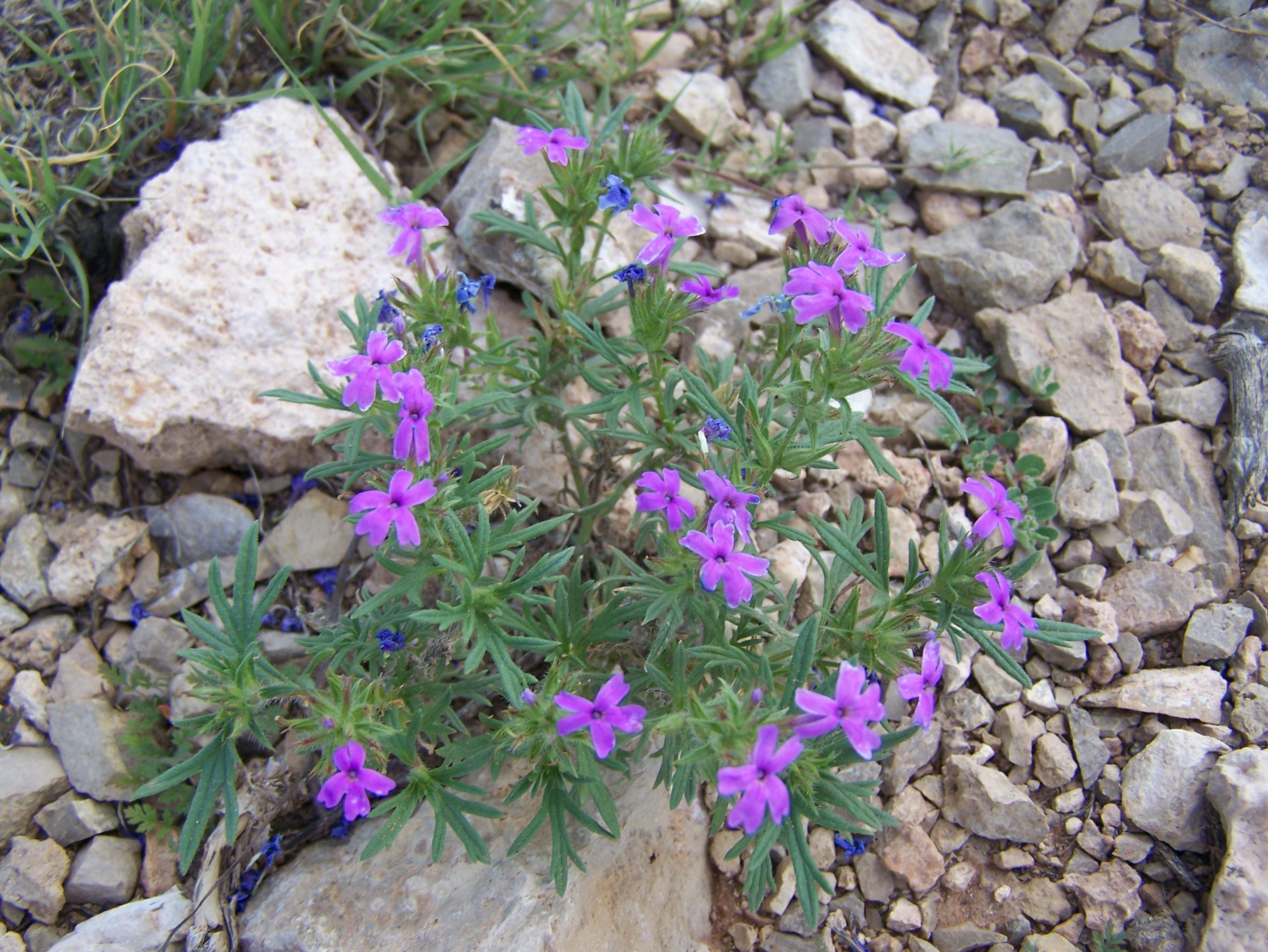 100_1126.JPG
