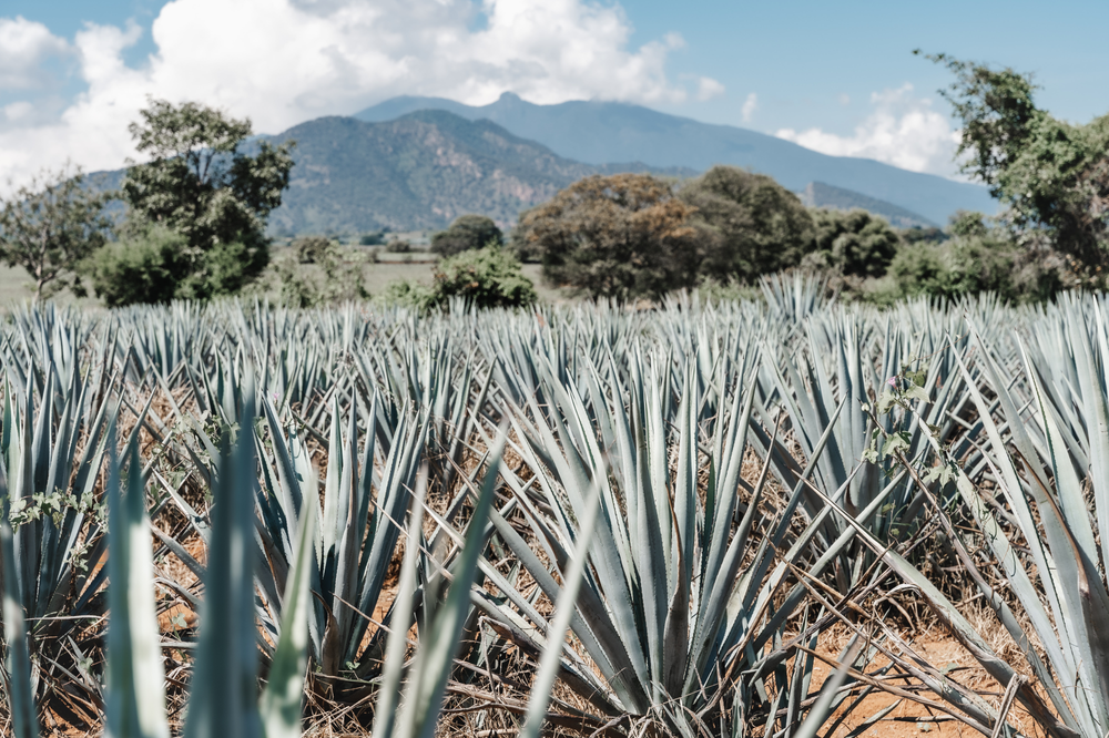 agave plants in a field with mountains