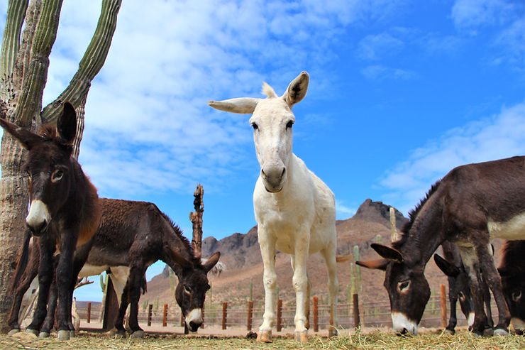 a white donkey looking at camera in ranch pasture