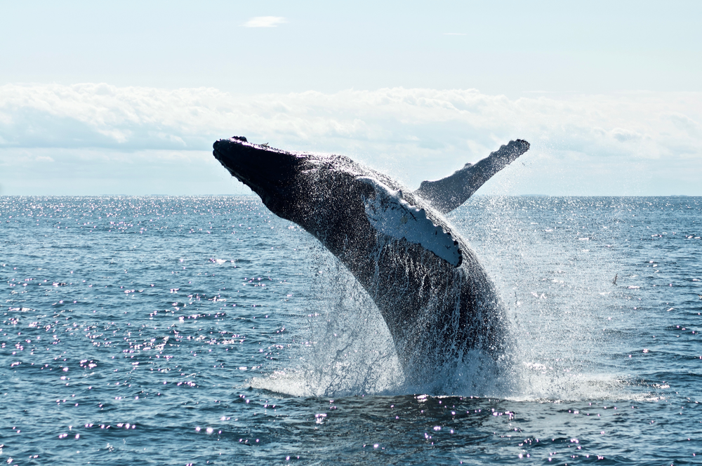 jumping humpback whale