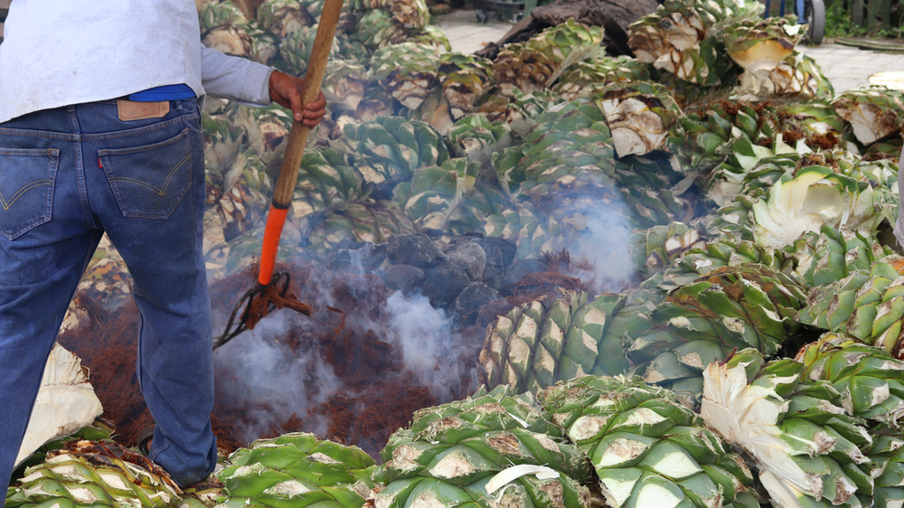 man using a pitchfork roasting agave hearts over smoke