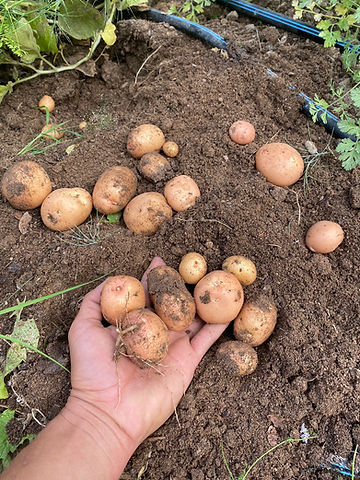 hand holding garden potatoes in soil