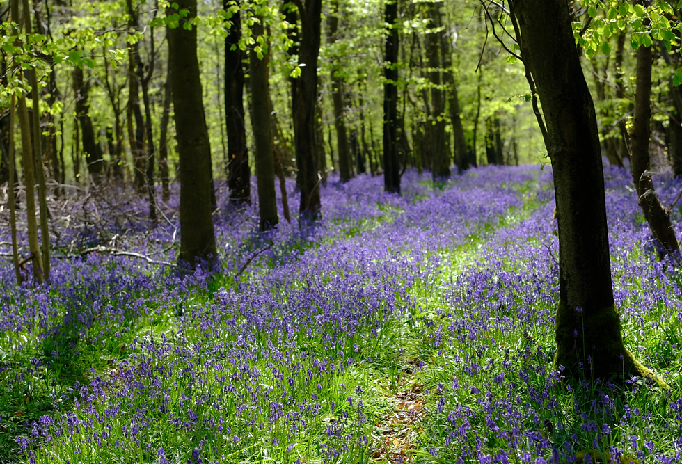 Photo du post Reine Nature, 26 avril 2021 - Catherine Régnier