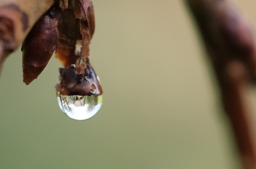 Cadeaux de la pluie, photographie Catherine Régnier - 9 décembre 2020