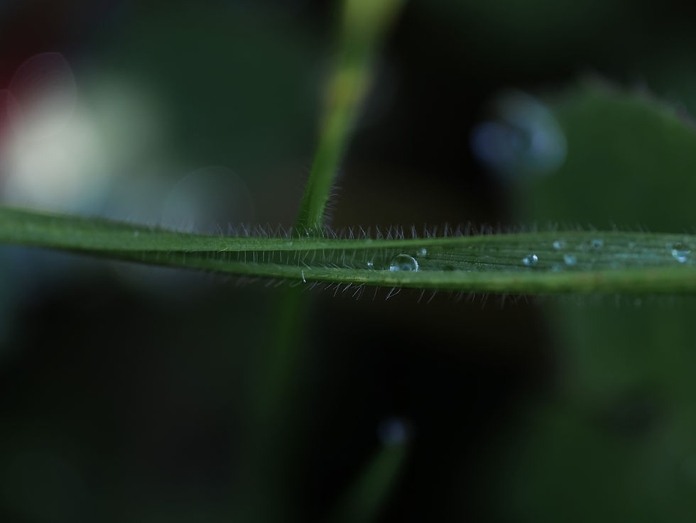 Perles de rosée - Photographie Catherine Régnier le 6 mars 2022