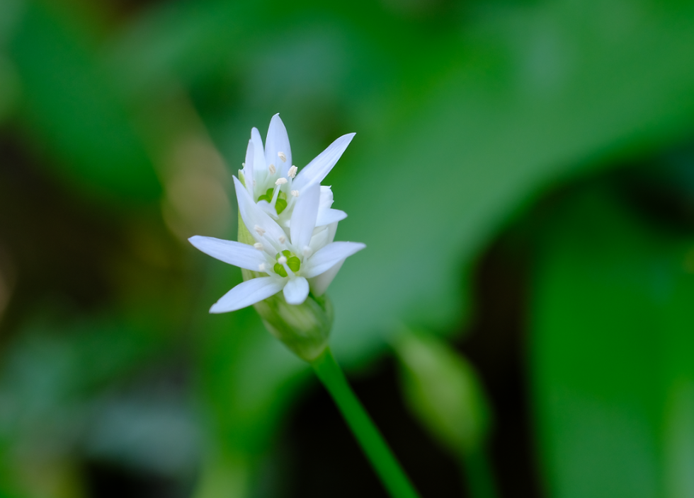 Du jardin à la forêt - Photographie Catherine Régnier le 25 avril 2021