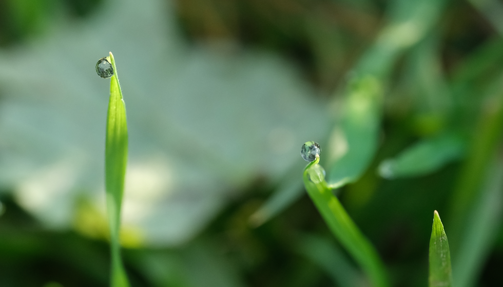 Goutte d'eau - Photographie Catherine Régnier, 8 décembre 2020