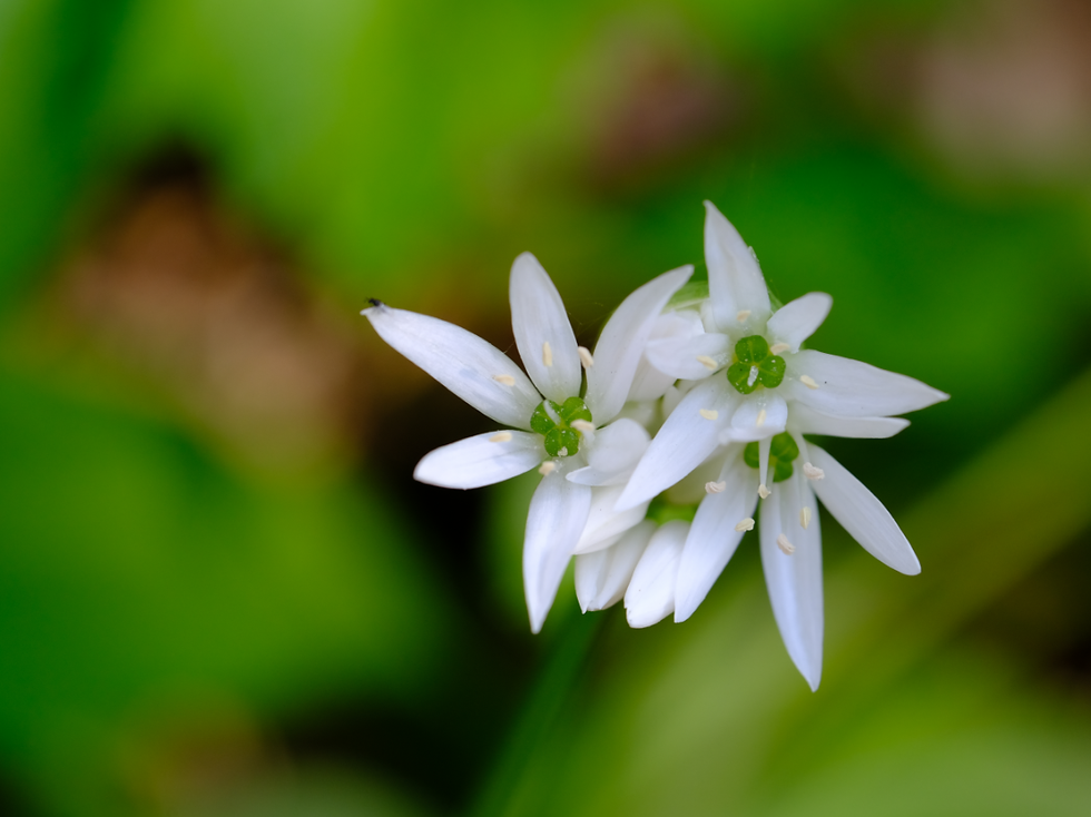 Du jardin à la forêt - Photographie Catherine Régnier le 25 avril 2021
