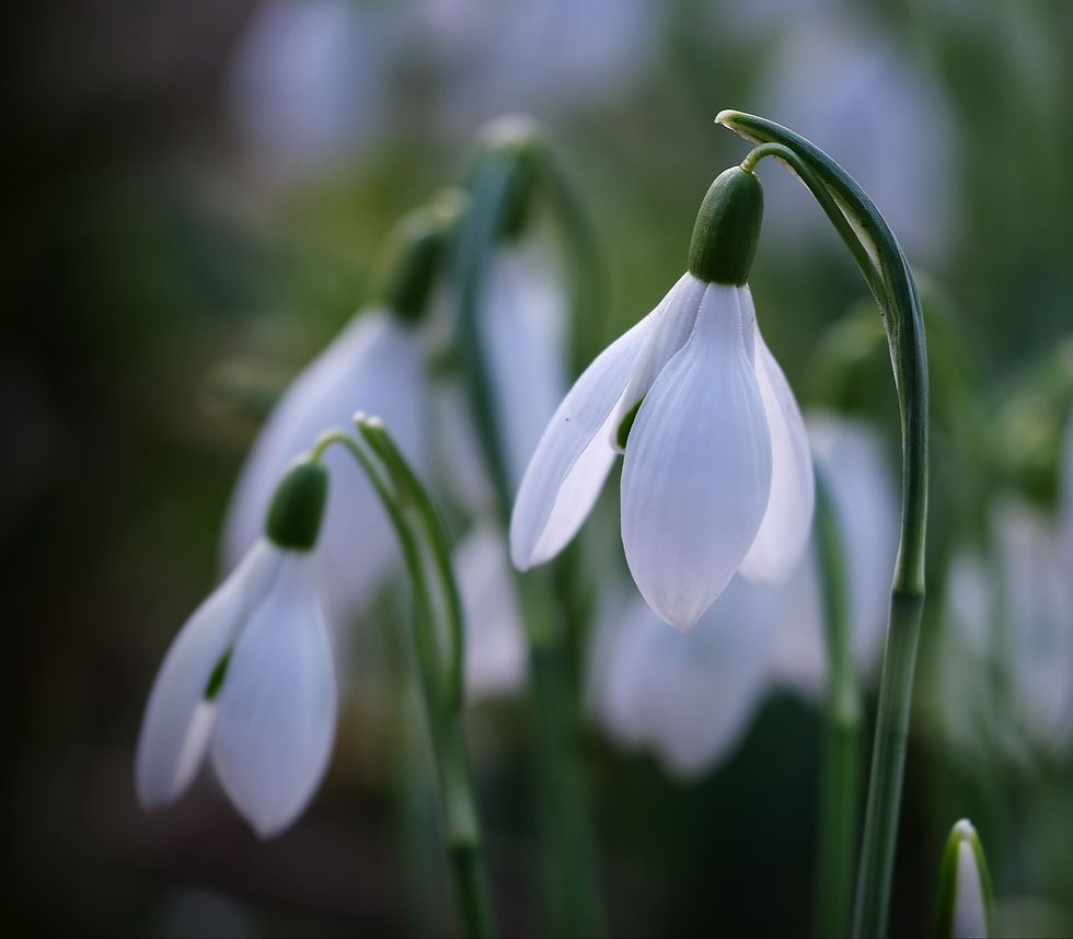 Perce neige J2 - Photographie Catherine Régnier le 11 février 2022