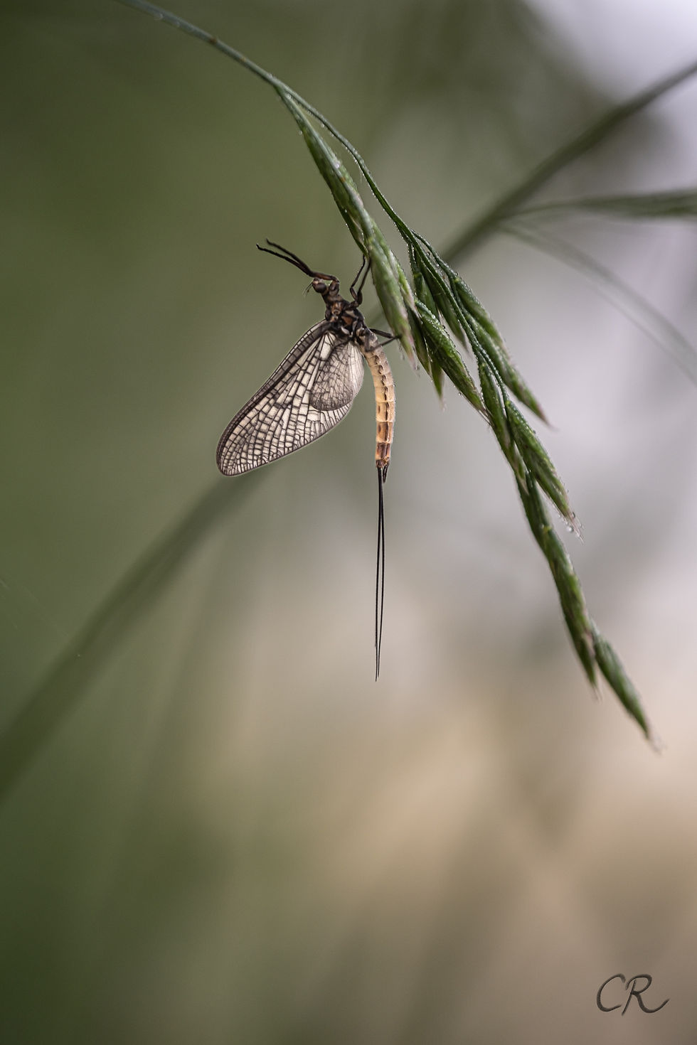 Le petit monde des étangs- Photographie Catherine Régnier, mai 2023