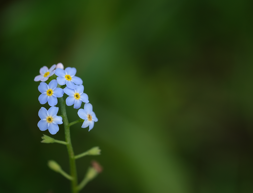 Du jardin à l'étang - Photographie Catherine Régnier le 12 juin 2021