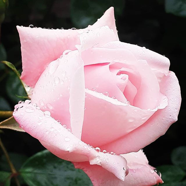 Une rose sous la pluie...Photographie Catherine Régnier