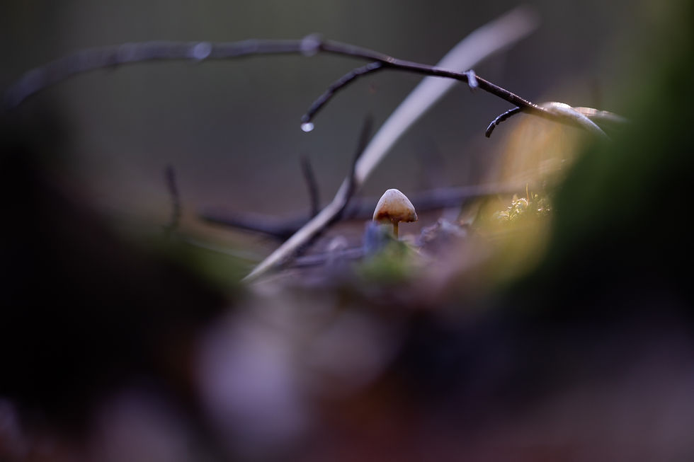 En forêt..Photographies Catherine Régnier, octobre 2023