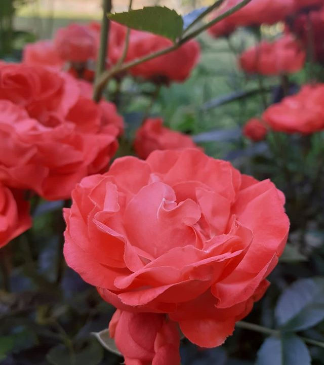 Roses estivales dans le jardin - Photographie Catherine Régnier, été 20200