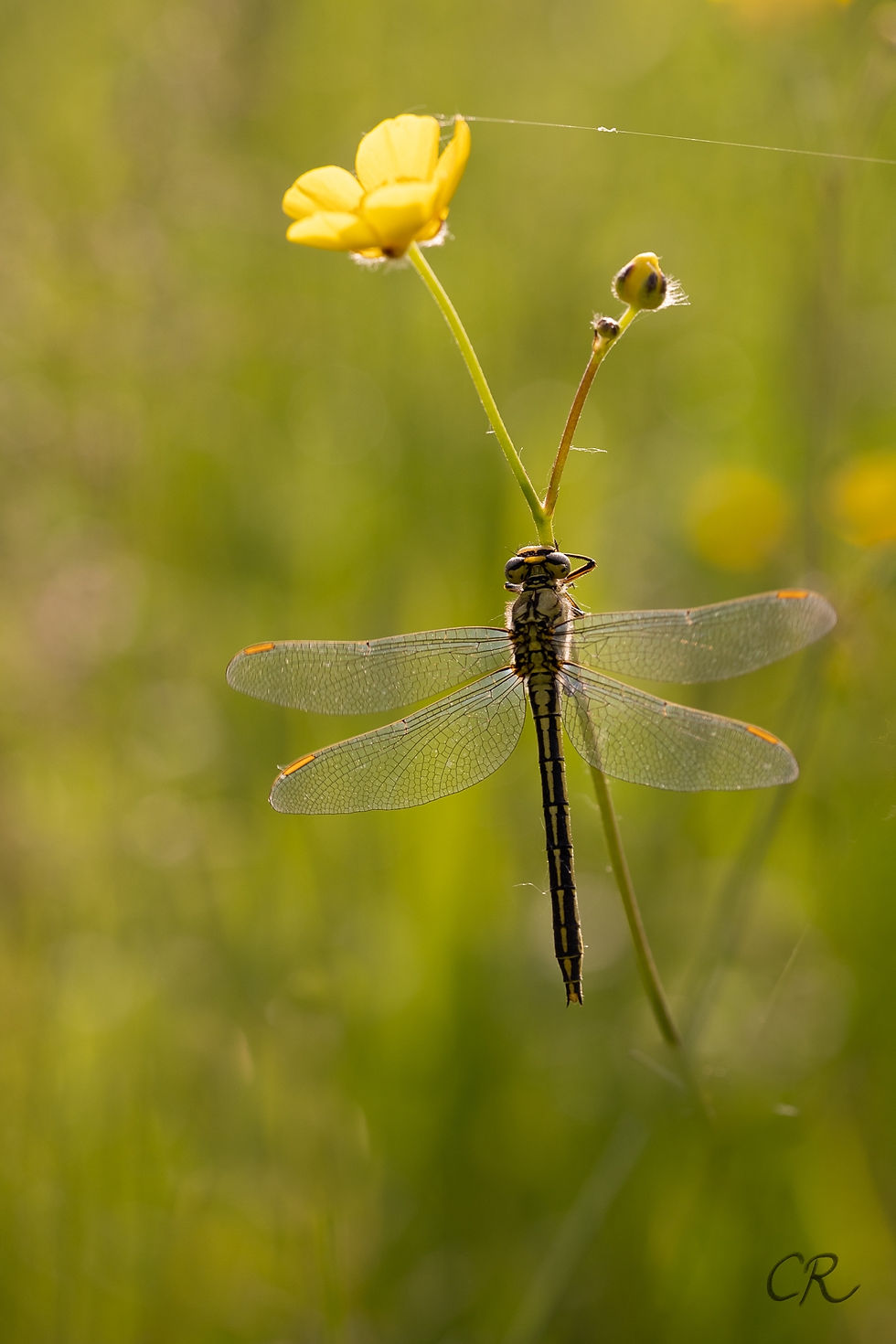 Une libellule dans mon sac à dos - Photographie Catherine Régnier, mai 2023