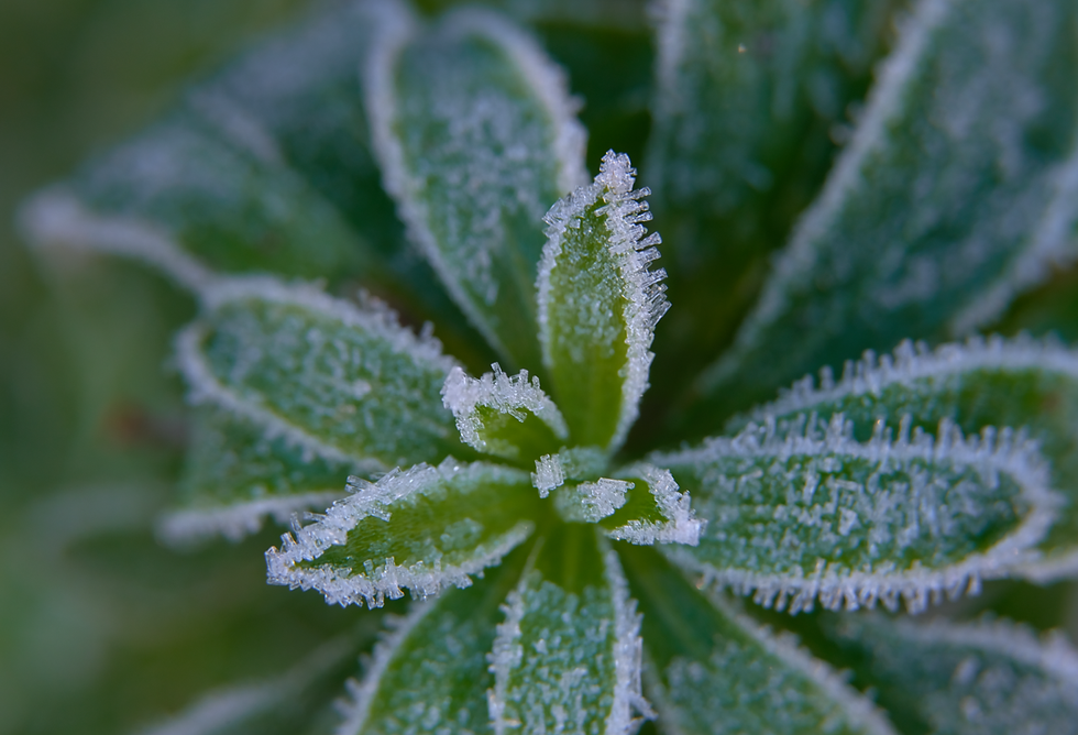 Sucre glace ...Photographies Catherine Régnier le 10 janvier 2021