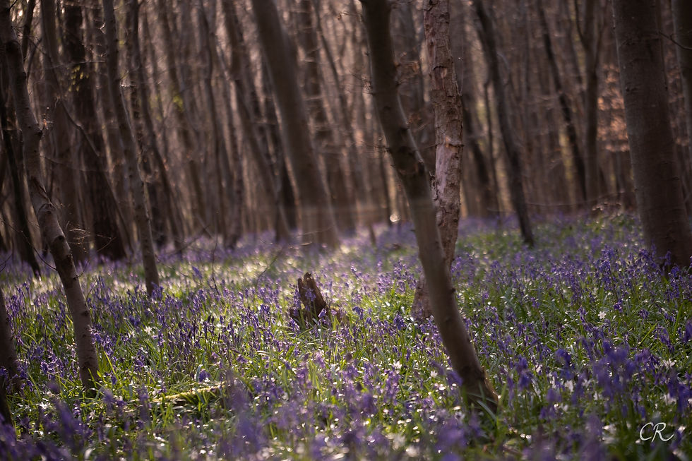 Magie des sous-bois- Photographie Catherine Régnier le 6 avril 2023