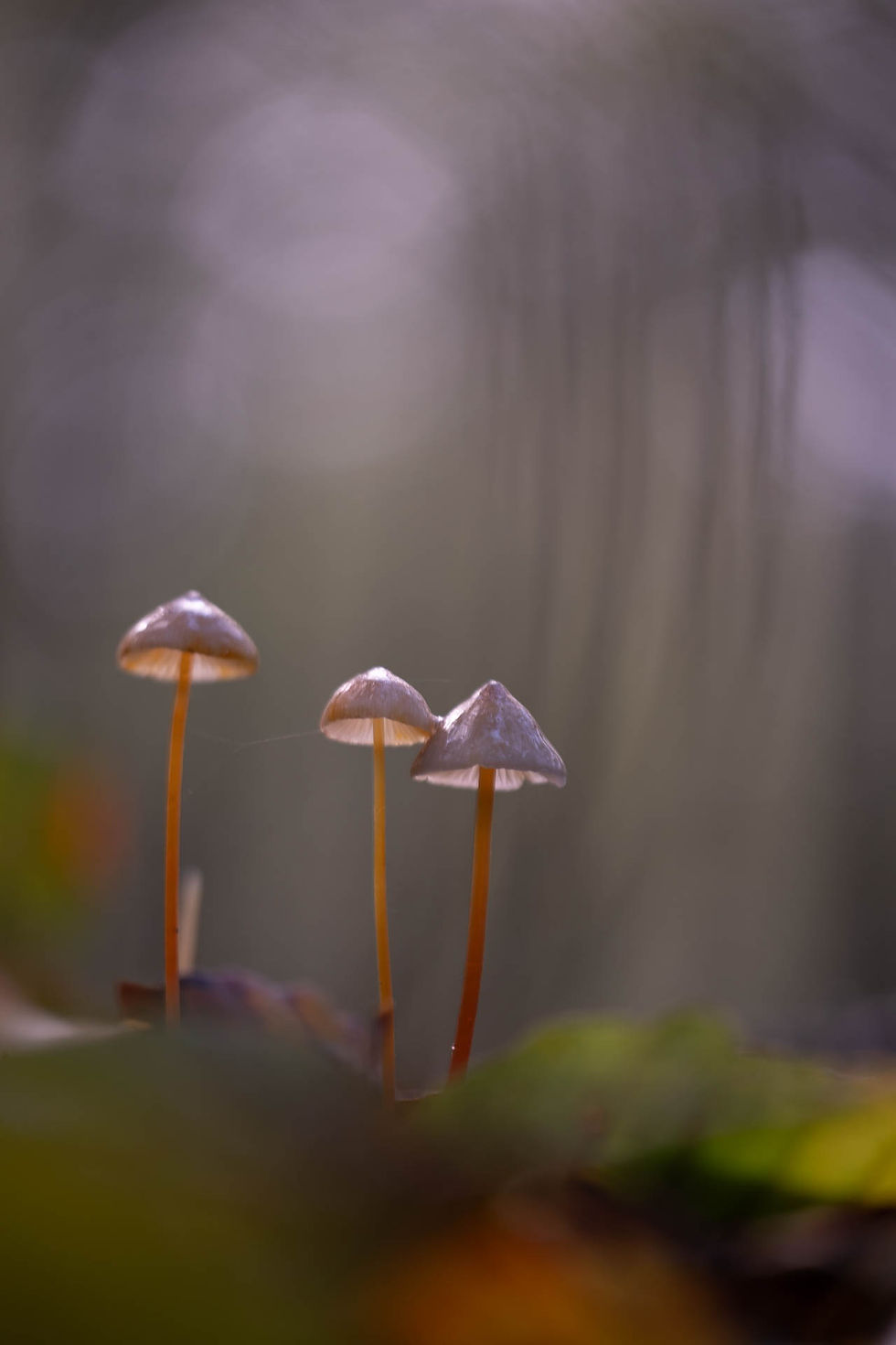 🍄 Chapeaux magiques 2023 - Épisode 8 - Photographies Catherine Régnier le 5 novembre 2023