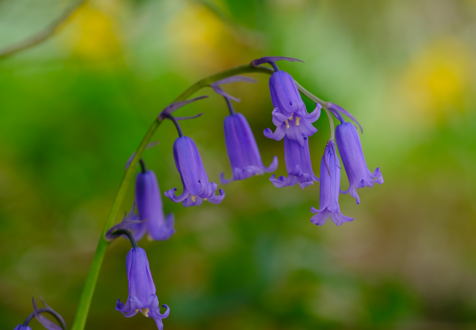 Un jardin sans muguet...Photographie Catherine Régnier le 1er mai 2021