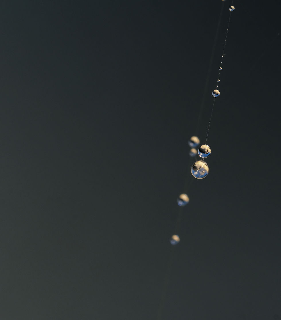 Perles de lumière - Photographie Catherine Régnier le 22 septembre 2021