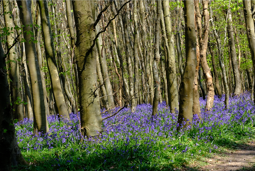 Du jardin à la forêt - Photographie Catherine Régnier le 25 avril 2021
