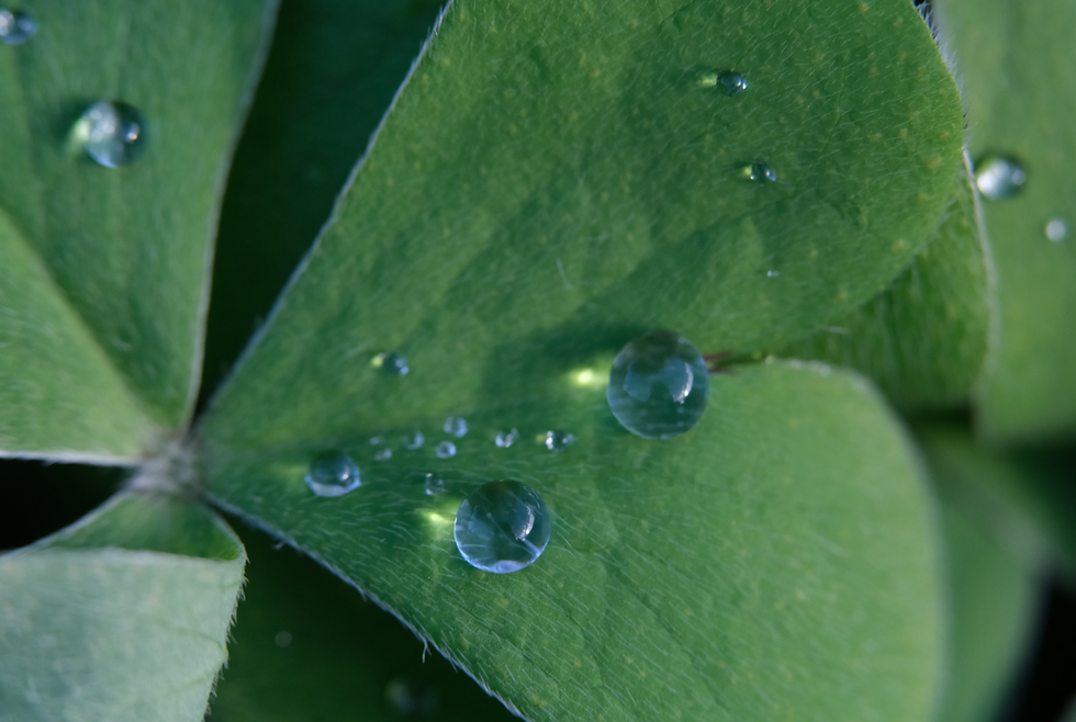 Reflets d'un jardin déconfiné - Photographie Catherine Régnier le 19 décembre 2020