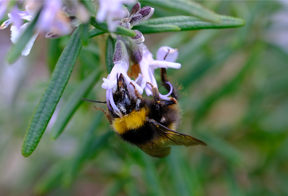 Ssss...urprise ! Photographie Catherine Régnier le 28mars 2021