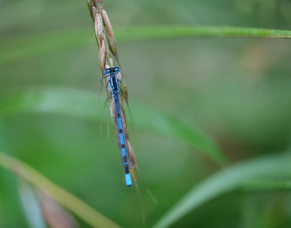 Magie d'un samedi sous la pluie...(2/2) - Photographie Catherine Régnier le 26 juin 2021
