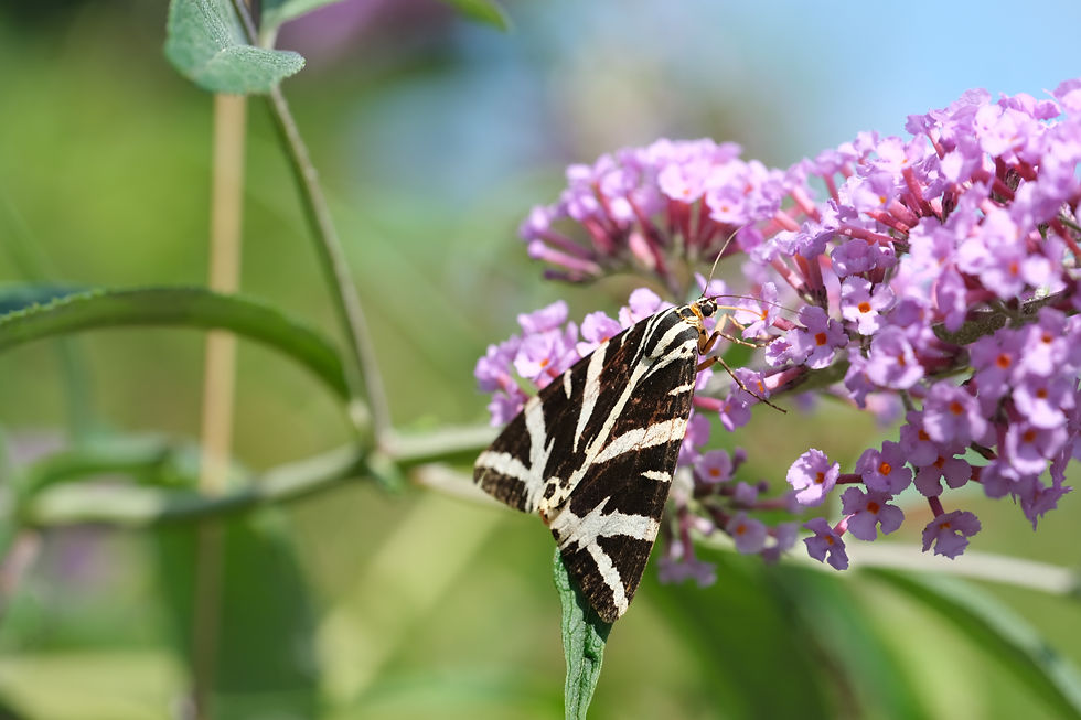 Papillons - Photographie Catherine Régnier le 25 aout 2021