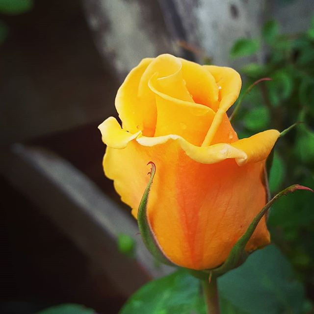 Rose du jardin pendant le confinement 1, Photographie Catherine Régnier, 2020