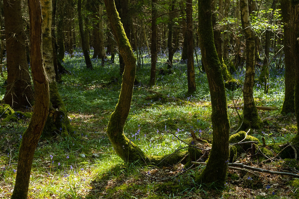 Dans la forêt enchantée - Photographie Catherine Régnier - avril 2022