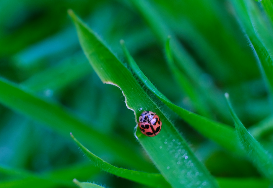 Nid de Coccinelles, Photographie Catherine RĂ©gnier, 7 novembre 2020