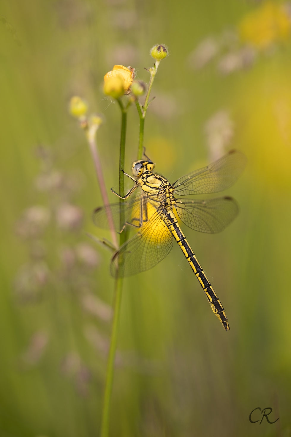 Une libellule dans mon sac à dos - Photographie Catherine Régnier, mai 2023