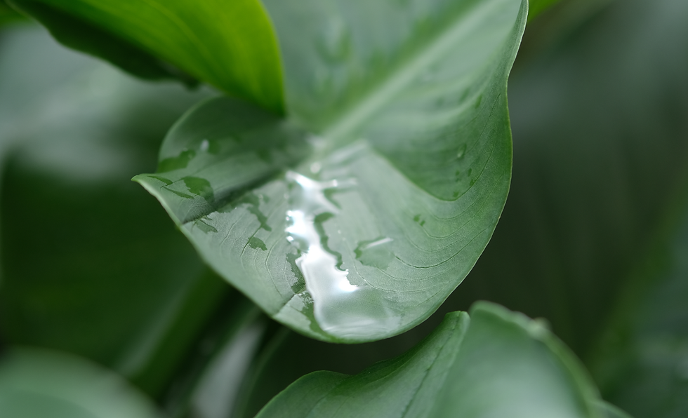Dans le jardin après la pluie - Photographie Catherine Régnier, octobre 2020