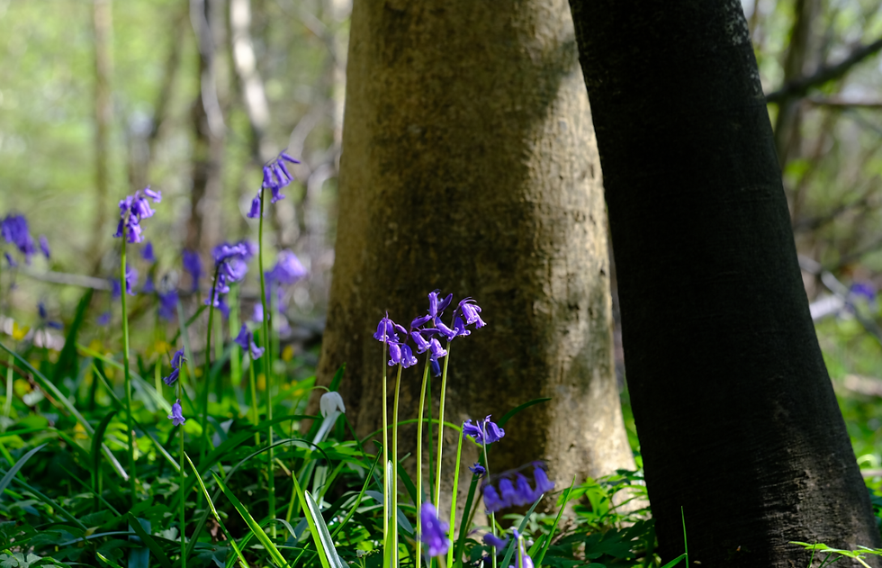 Du jardin à la forêt - Photographie Catherine Régnier le 25 avril 2021