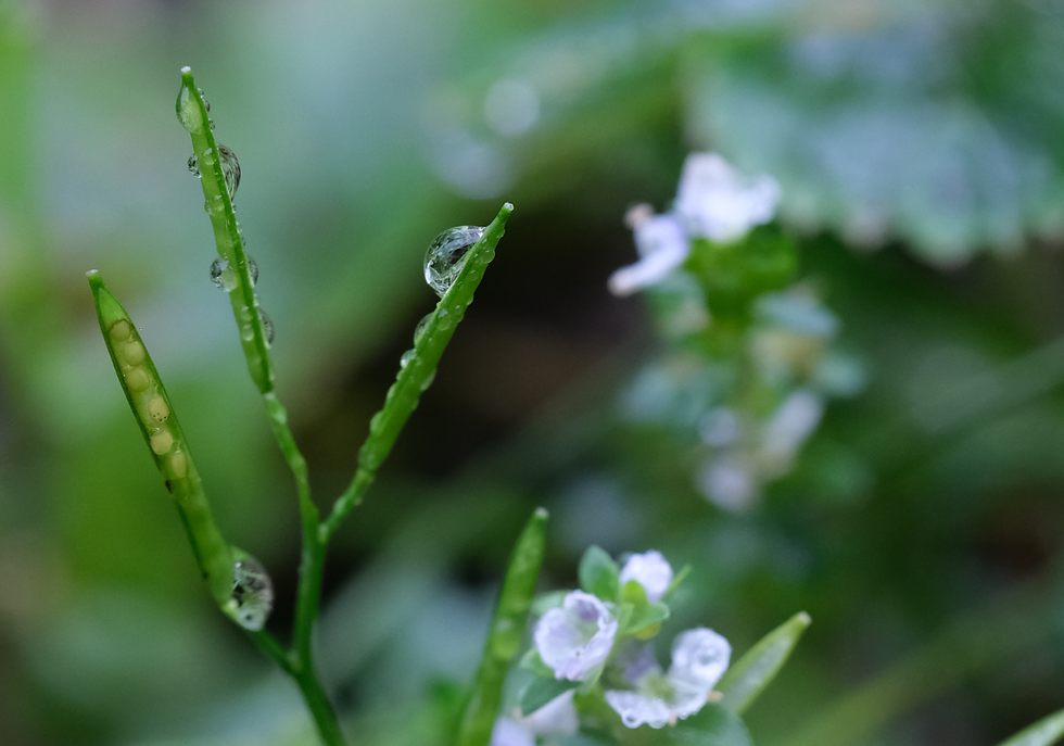 Diamants de pluie - Photographie Catherine RĂ©gnier, 23 novembre 2020