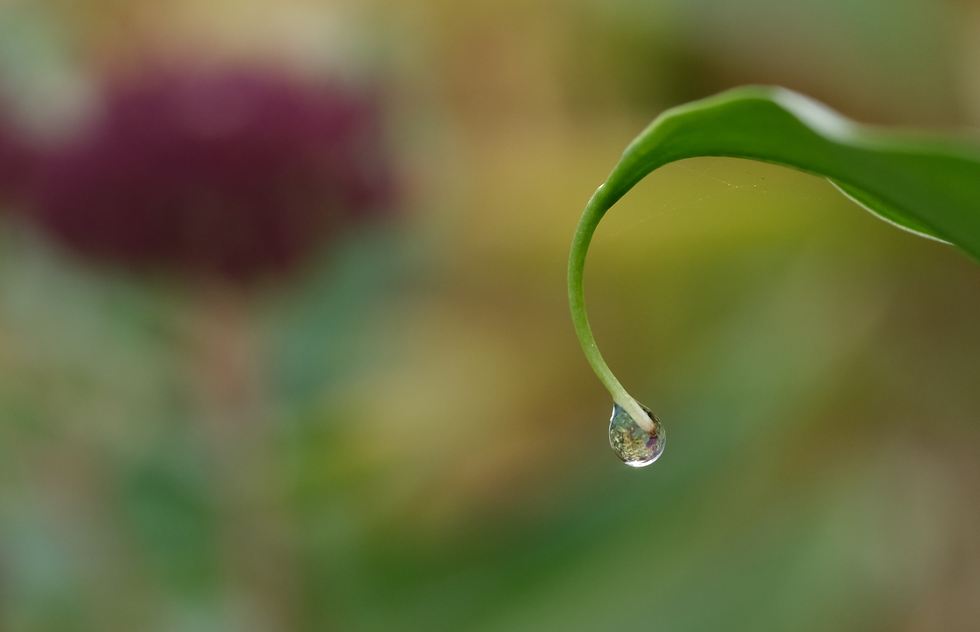 Gouttes d'eau dans le jardin, Photographie Catherine Régnier du 21 novembre 2020
