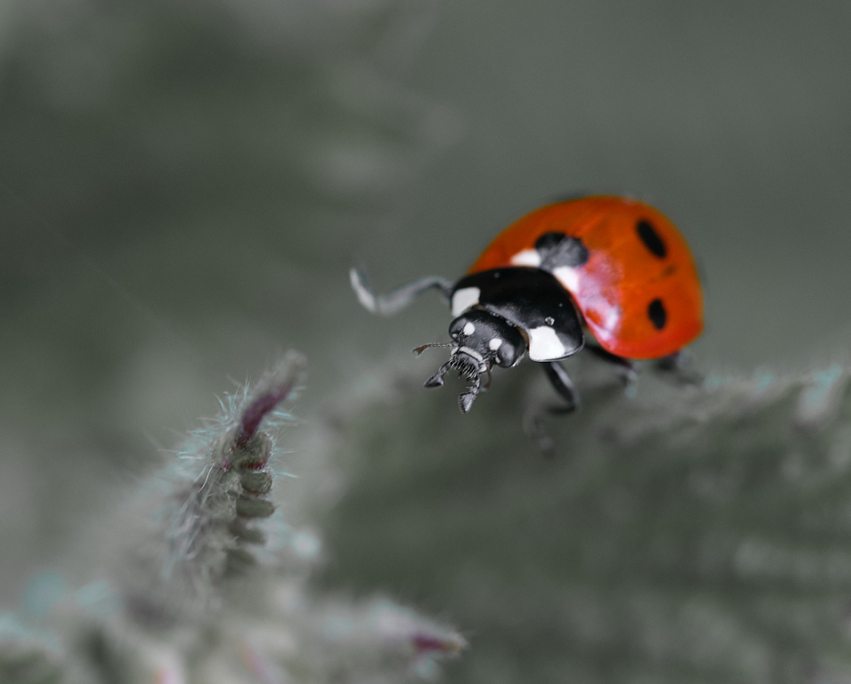 Photo de ma page best of coccinelles- Catherine Régnier le 16 mai 2021