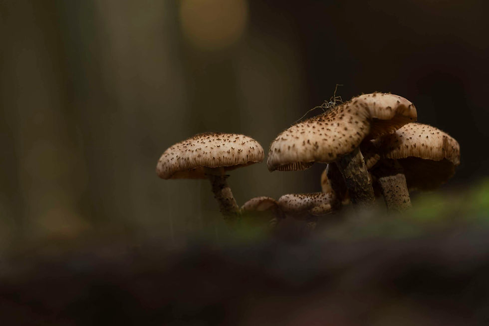 Best of Chapeaux magiques 2022-2023, Photographies Catherine Régnier