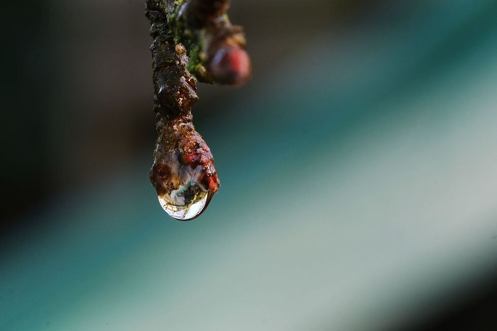 Spoutnik au soleil - Photographie Catherine Régnier le 14 et 17 janvier 2022