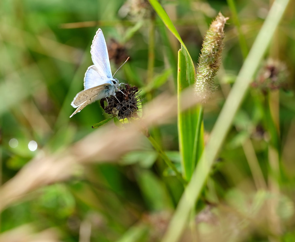 La vie en bleu - Photographie Catherine Régnier le 10 aout 2021